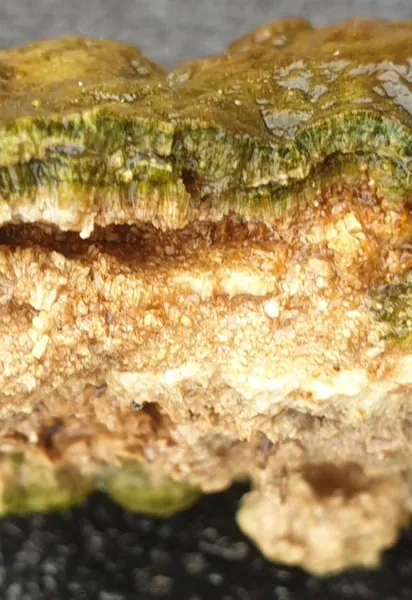 Поперечное сечение активно растущего микробиалита из Южной Африки.