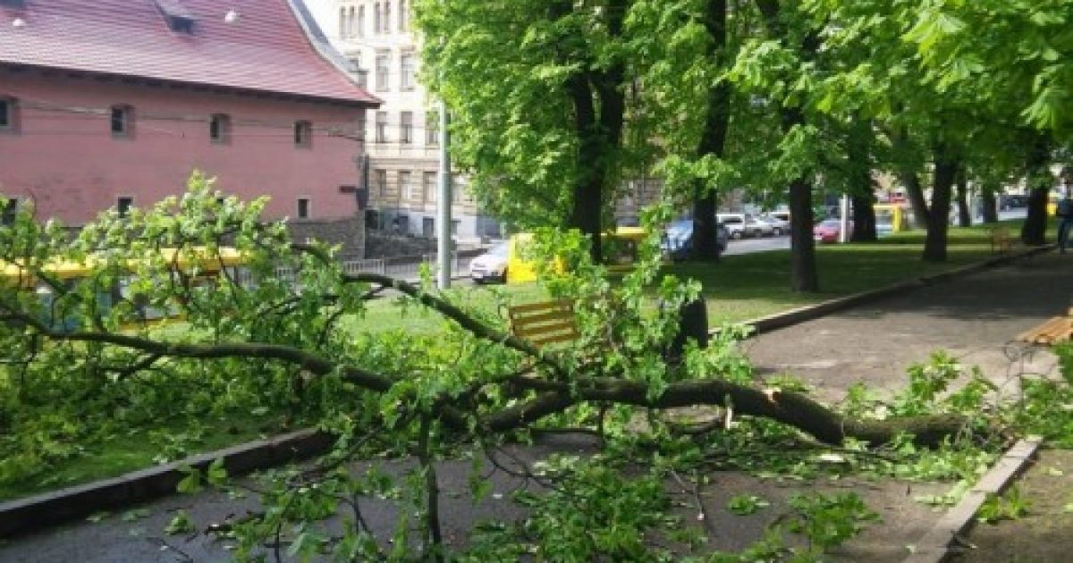 Во Львове на двух школьниц упало дерево