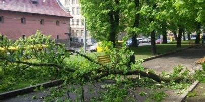 У Львові на двох школярок впало дерево