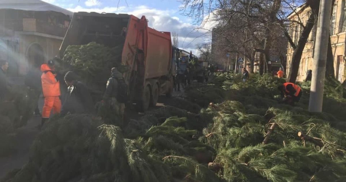 Другая сторона Нового года: на улицах городов Украины остались кладбища непроданных елок (фото, видео)
