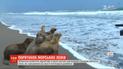 Волонтеры отпустили в океан шестерых молодых морских львов в Перу