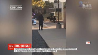 Бык сбежал от хозяина и разгуливал по городку в США