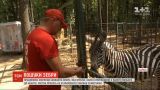На околицях Харкова працівники звіринцю шукають зебру-втікачку