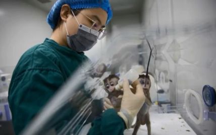 Ученые создали первую "человеко-обезьяну" для выращивания органов