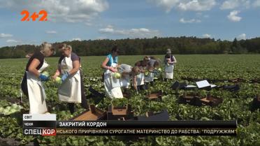 Чехия открыла границы для украинских рабочих - без них немало урожая может пропасть