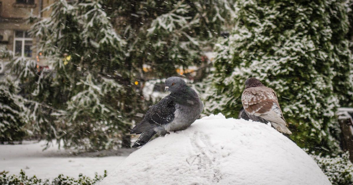 Половину України засипатиме снігом, а на іншій буде сонячно. Прогноз погоди на 13 січня
