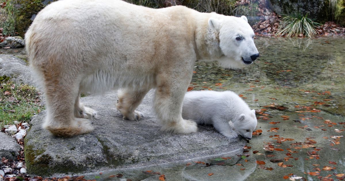 Білі ведміді