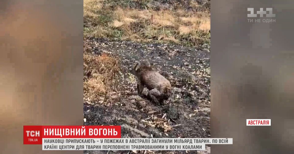 Миллиард животных могли погибнуть во время пожаров в австралии - ученые