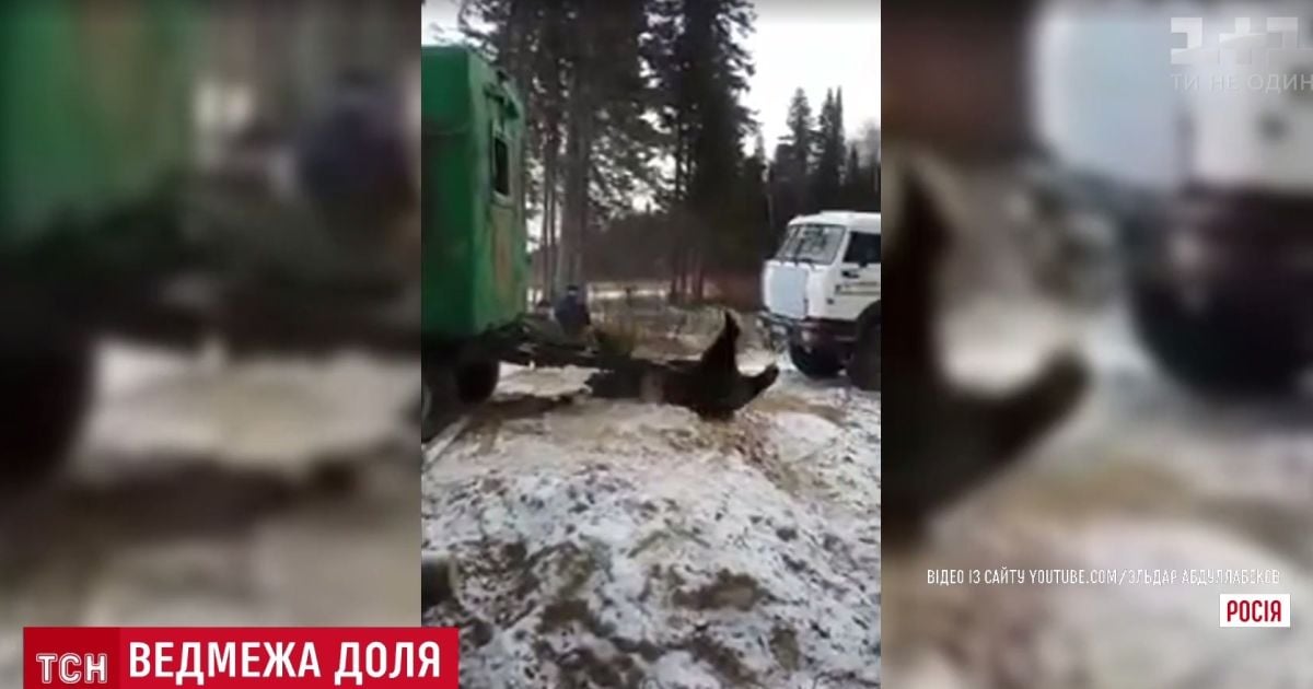 У Росії великий ведмідь застряг у вікні вагончика для робітників