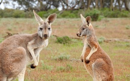 В Австралії родина не помітила застряглого в машині кенгуру і мандрувала з ним країною