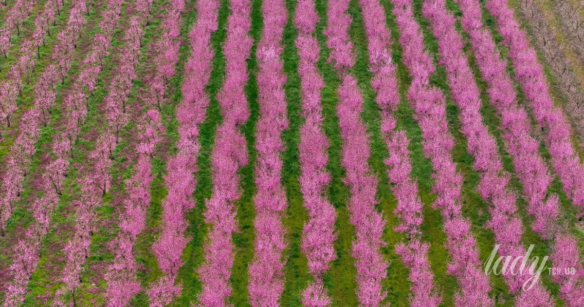 Персикові дерева