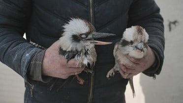 наслідки російського обстрілу екопарк Фельдман_6 / © Суспільне