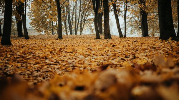 Народные приметы 14 ноября / © Unsplash