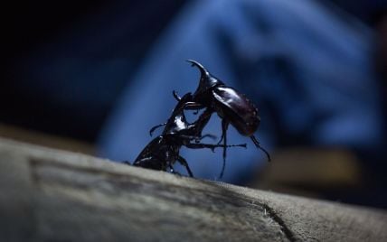"Кінець світу": аргентинці нажахані нашестям жуків, які захопили все узбережжя