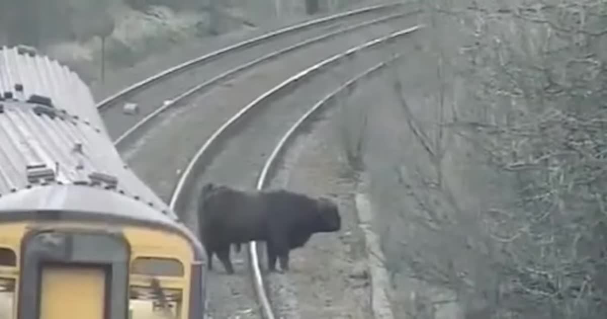 У Шотландії бик-втікач перекрив колію і затримав поїзд