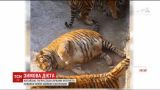 Китайські тигри із зайвими кілограмами стали зірками Інтернету