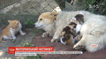 У селі на Волині кішка Мурка та собака Білка не можуть поділити трьох котенят