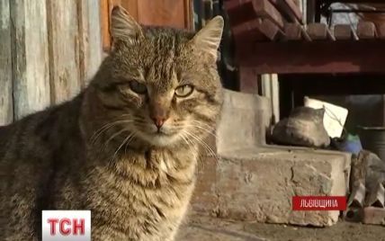 Бешеный кот жестоко покусал людей на Львовщине