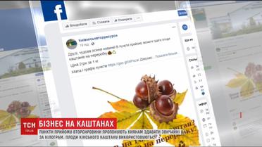 Киевлянам предлагают сдавать плоды конского каштана