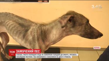 Шкіра та кістки. У Луцьку господарі ледь не до смерті заморили голодом собаку