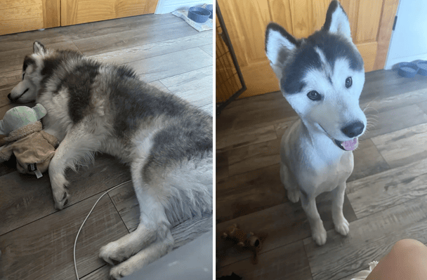 Собака після грумінгу / © reddit