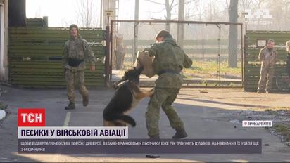 Песики у військовій авіації: як військові льотчики виховують вівчарок в Івано-Франківську