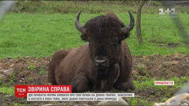 На Прикарпатті приватні фірми судяться через тварин, які повтікали у дику природу