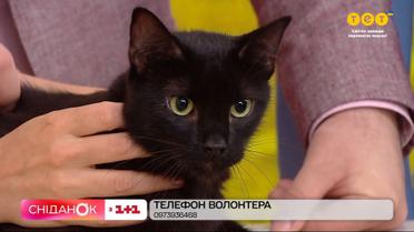 Кот Фунтик ищет дом