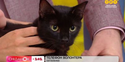 Кот Фунтик ищет дом