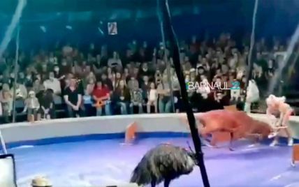 В Барнауле олень напал на дрессировщицу: в соцсетях говорят о жестокости к животным