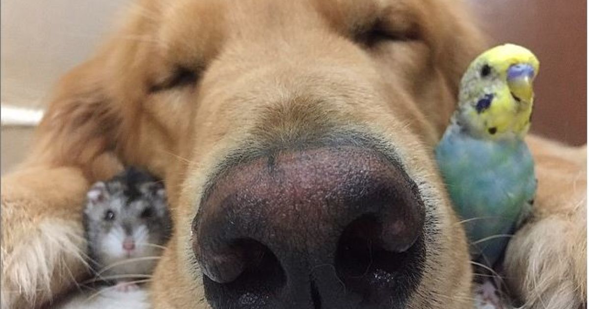Боб фотографируется в окружении других животных / © Instagram/bob_goldenretriever