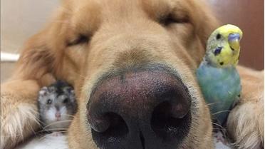 Боб фотографируется в окружении других животных / © Instagram/bob_goldenretriever