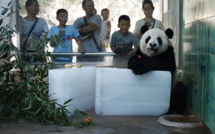 Панды на шаг дальше от вымирания: в WWF сообщили о чрезвычайных изменениях в популяции