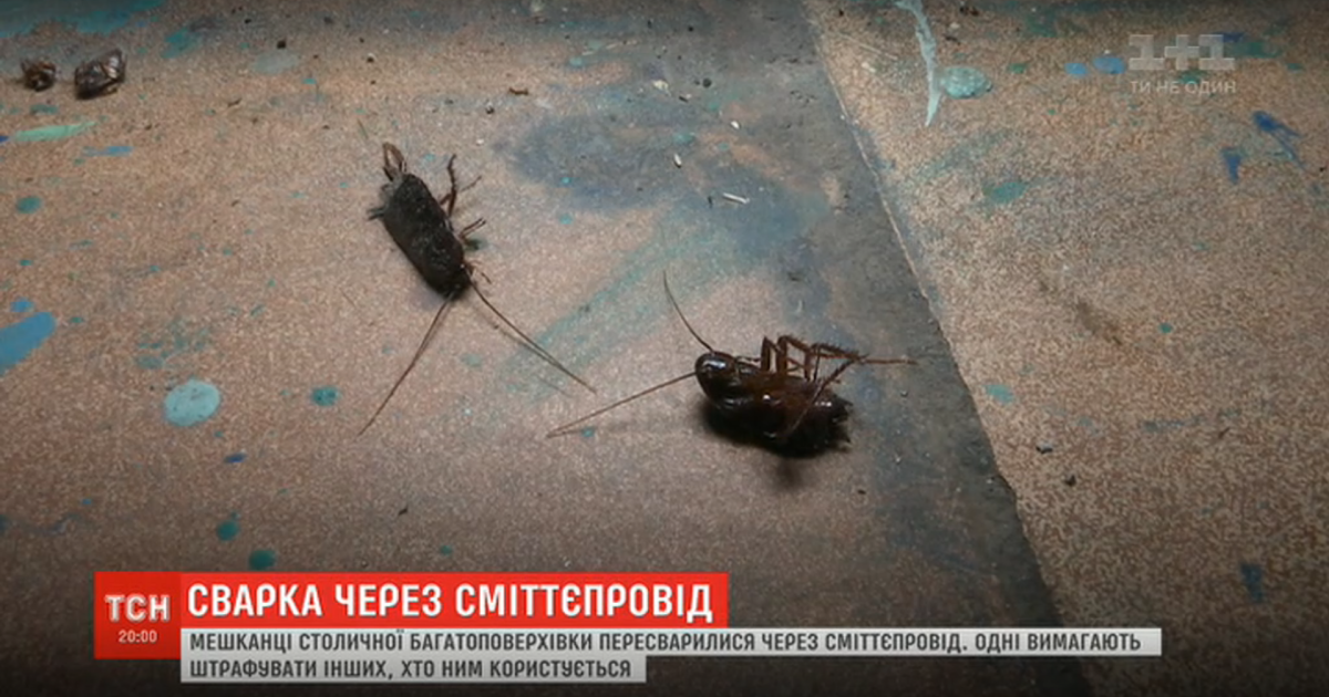 Таргани і сморід. Жителі київської багатоповерхівки пересварилися через сміттєпровід у під’їзді
