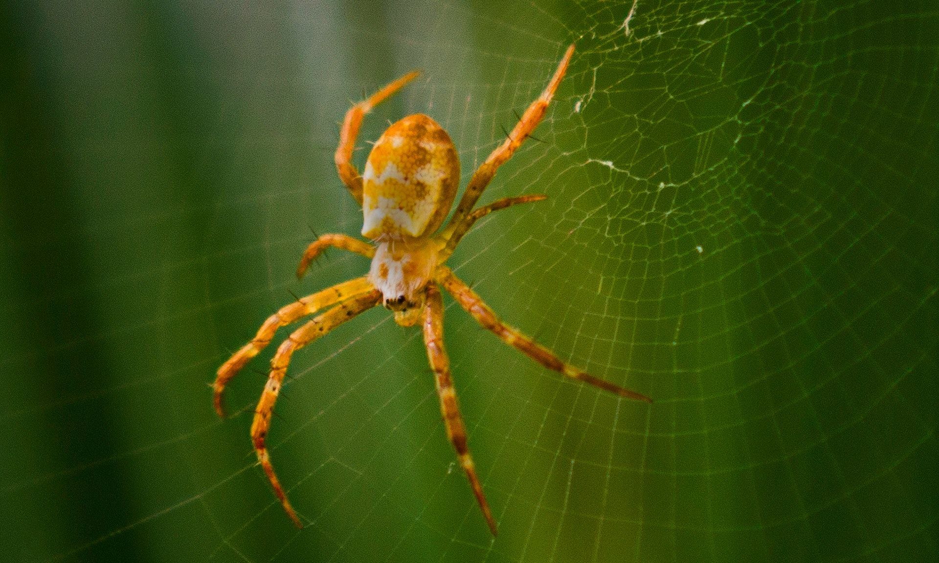 31 липня активно плетуть свої сіті павуки — суха погода встановиться надовго / © Pexels