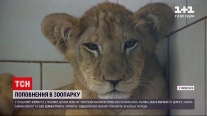 Новини України: до зоопарку в Луцьку привезли левенят із Миколаєва  