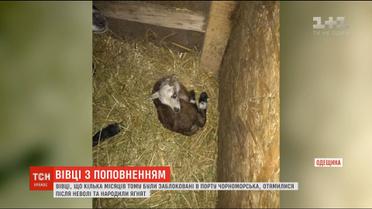 Вівці, яких врятували із заблокованої в порту фури, народили перших ягнят