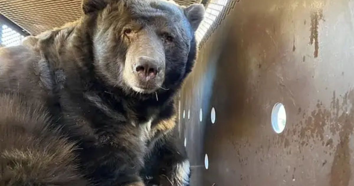 Гигантский медведь спрятался в доме в Лос-Анджелесе от пожара / Фото: Департамент рыболовства и дикой природы Калифорнии