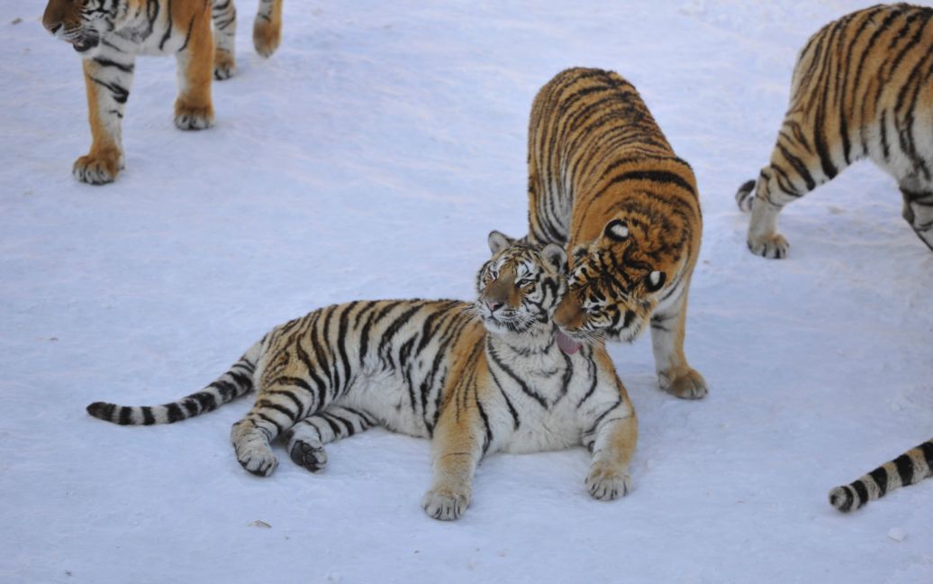 Фото сибирских тигров / © Reuters