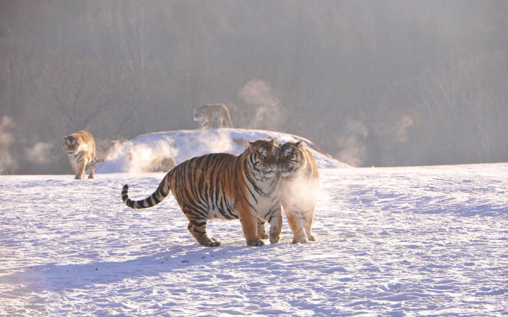 Фото сибирских тигров / © Reuters