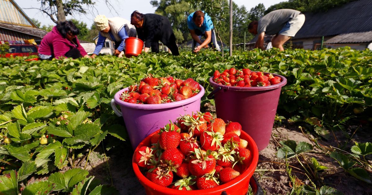 Украина удвоила экспорт клубники, а Польша может потерять до 40% урожая