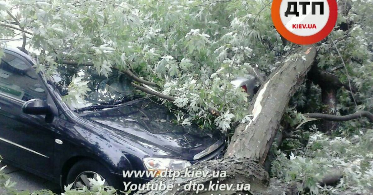 дерево впало на рейтарській_2 / © dtp.kiev.ua