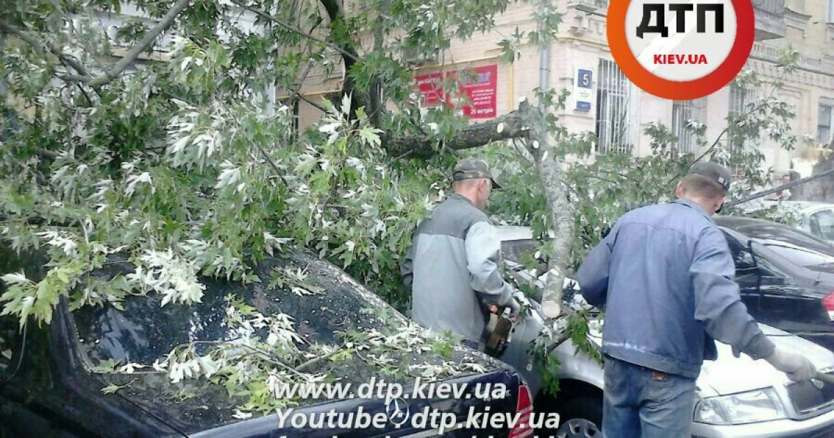 дерево впало на рейтарській_4 / © dtp.kiev.ua