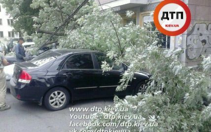 У Києві дерево побило приватні машини прикордонників і працівників СБУ