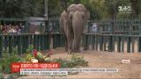 Кошик рожевих лілій і оркестр: в одеському зоопарку слониху Венді привітали з ювілеєм