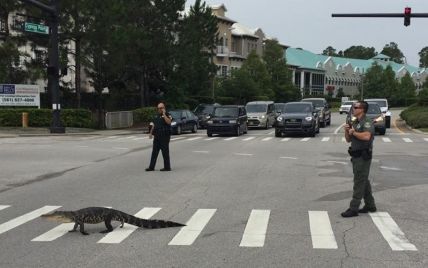 У Флориді алігатор перейшов дорогу на пішохідному переході