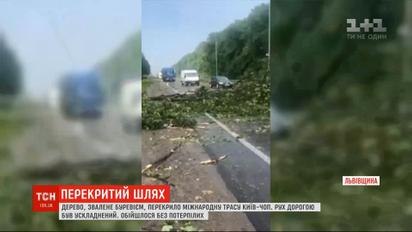 Звалене буревієм дерево перекрило міжнародну трасу Київ-Чоп