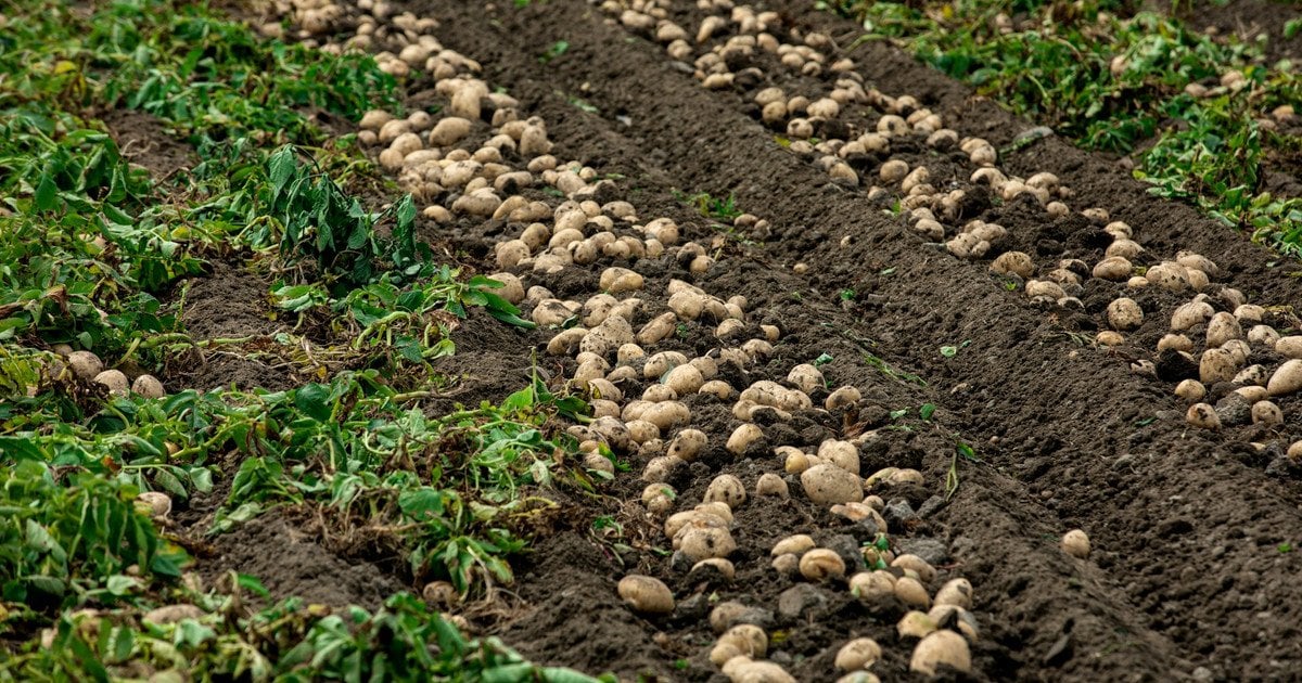 Сорти картоплі для лінивих