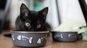 Як привчити кота пити з миски, а не з туалету