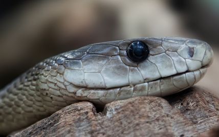 Дослідник зняв на відео, як змія в разі небезпеки імітує свою смерть